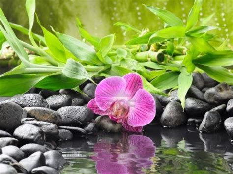 peaceful orchid spa reviews|PEACEFUL ORCHID SPA .